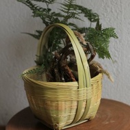 竹編系列 | 手提小竹籃 | 點心果品籃 花器 收納 | 居家裝飾 自然