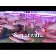 Arwana Super Red Hiasan Akuarium Arowana Red Chili