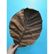 100% Natural Catappa Leave / Daun Ketapang Big Leaf 1pc for arowana guppy betta ikan naga channa black water fish