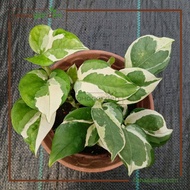 N’Joy Pothos/ Money Plant Njoy/ Epipremnum Aureum Varigated (LIVE PLANT)