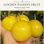 Panama Golden Passion Fruit Premium Selection ｜L Size & Super A｜黄金百香果 大果优选｜Buah Markisa Emas Premium