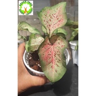 INDOOR PLANT - Caladium Dragon Flame /Icy Small new rare For HOME/OFFICE decoration"
