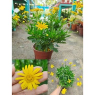 XT 黄金菊Euryops｜花期长久 耐晒好养 爆花力强Berbunga Lama｜Tahan Panas｜Mudah Dijaga