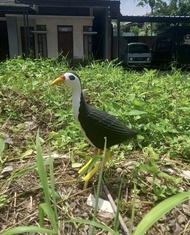 jontrot ruak-ruak - kareo patung ruak-ruak - Decoy Pemikat Burung Ruak Ruak Sawah