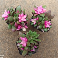 [Succulent] Multi-headed clusters of succulent succulent plants combination potted flowers