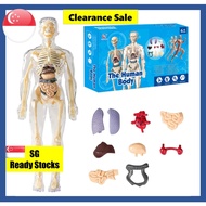 [SG Stocks] 3D Human Body Anatomy | Human Body Model Toy | Realistic Skeleton Figure | STEM Learning