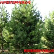 Ready Stock Quick Shipping Black Pine Seeds Side Cypress Seed Oil Pine Seeds262547312