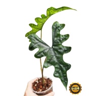 alocasia jacklyn 📣ready stock /Alocasia/indoor plant