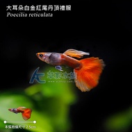 【AC草影】大耳朵白金紅尾禮服丹頂孔雀（對魚）【一對】ECS012356 孔雀魚 對魚 觀賞魚