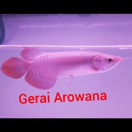 ikan Arwana Super Red +-29 Spesial Spon Kipas