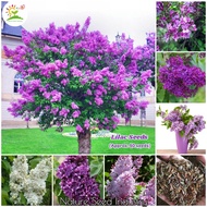 Lilac Seeds for Planting (50 seeds/pack) Aromatic Flower Seeds for Gardnening Bonsai Tree Real Seed Air Purifying Plants Live Potted Plants Indoor Outdoor Ornamental Flowers Live Plants Garden Decoration Items Biji Benih Pokok Bunga