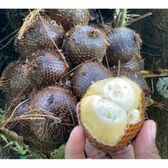 1KG BUAH SALAK KAMPUNG