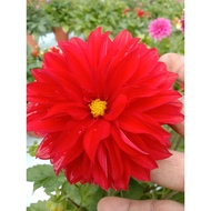 🔥🔥Dahlia Kampung No.04🔥🔥