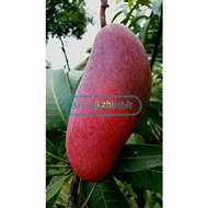 BIBIT MANGGA IMPORT JI ZHI GOLDEN RED 1 METER OKULASI SUPER UNGGUL pendek bisa berbuah dalam pot