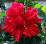 MM- Anak Pokok Bunga Raya Ros Merah / Bunga raya merah / bunga warna merah / red flower plant / bung