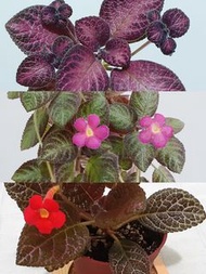 植物放題 單價任拎 園藝盆栽 喜蔭 花貓 非洲紫羅蘭 羞禮花 生命草 虎耳草 種子