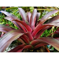 Aec Lueddemanniana by Gha Garden House - Bromeliad viral