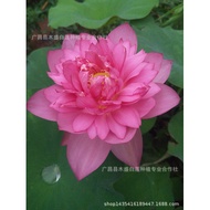 High-Production Lotus Root Seed Wholesale Ornamental Large Lotus Seed Lotus Root Seed Lotus Seed Lot