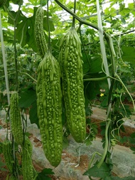 FAMILIFE (15 seeds) Momordica Charantia Vegetable Ampalaya Seeds/Bitter Gourd Bitter Melon Seeds for