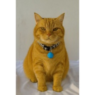Cat Collar with Bell Cat Neck Accessories/ Cat Bell Collar/ Cute Cat Necklace/