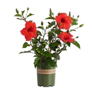 Hibiscus Plant - Fresh Gardening Indoor Plant Outdoor Plants for Home Garden Fresh Live Plant