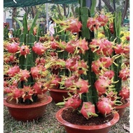 benih pokok naga purple peru rendah sweet buah besar