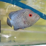 ikan louhan betina female