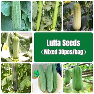 30 Pcs Mixed Breed Luffa Seeds Organic Long Luffa Vegetable Seeds Round Luffa Seeds Biji Benih Petol