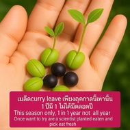 ต้นเคอรี่ลีฟ curry leaves plant ใบแกงอินเดีย พันธุ์หอมมาก