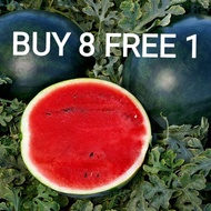 6 Biji Benih Tembikai Tanpa Biji Boci NON GMO Seedless Watermelon Seeds