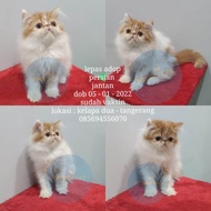 kucing persia peaknose jantan