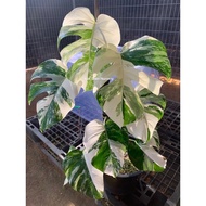 Monstera Albo/Monstera Borsigiana Variegated Albo/Bunga Hidup