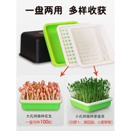 ✅ Tauge kacang, tauge kacang hijau, dulang perkecambahan, dulang anak benih sayuran, kotak hidroponi