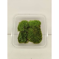 NMS / Octoblepharum Albidum 大齿藓 (7cm x 7cm Container) / Terrarium / Aqua-terrarium / vivarium / Live