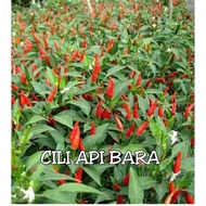 Benih Cili Bara/Cili Api bara
