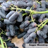 buah anggur moondrop 1 kg