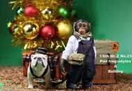 【sammi toys】現貨 絕版品 Mr.Z 仿真動物第二十三彈 1/6比例 黑猩猩 & 鬥牛犬 套裝 小龐與詹姆士
