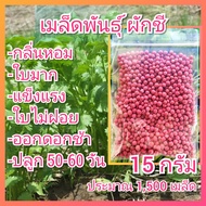 เมล็ดพันธุ์ผักชี 15 กรัม ( เมล็ดผักชี ผักชีป้อม ผักชีจีน ผักชีไทย ผักชีเลือด ผักชี เม็ดผักชี)