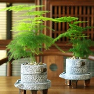 50 Pcs/Pack Asparagus Fern Tree Seeds Evergreen Indoor Potted Plants Bonsai Seeds Vegetable Flower Plant Seed Gardening Deco Bonsai Seed