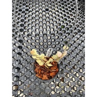 Augustfame - Hoya Krohniana Eskimo 裂瓣爱斯基摩 球兰