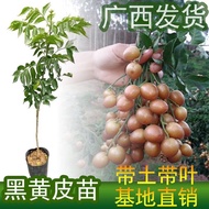 Anak pokok kulit kayu Guangxi hitam dan kuning dicantumkan manis tulen anak pokok kulit kuning tanpa