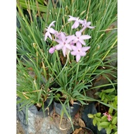 KKB Society Garlic, Tulbaghia violace, Wild Garlic, Kucai Taiwan