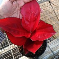 best seller! Tanaman Hias Aglonema Suksom Jaipong Super Aglaonema