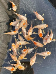 MOLLY FISH GOLDEN THAILAND BALLOON ( ROUND TAIL)