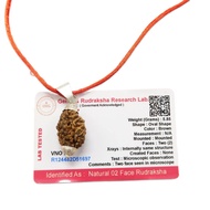 2 Mukhi (2 Face Rudraksha) Lab Certified Original Rudraksha Bead with Red Thread