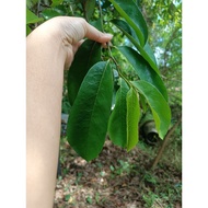 Fresh organic durian leaves from fresh organic soursop leaves