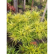FTH # osmoxylon lineare yellow # tahan panas # pokok hidup