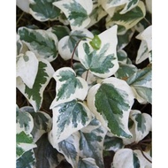 ALGERIAN IVY UNCOMMON