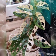 Monstera Adansonii Albo Japan