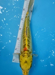 Anakan Ikan Koi Import F1 Kabuto 33Cm Tatanhaidar